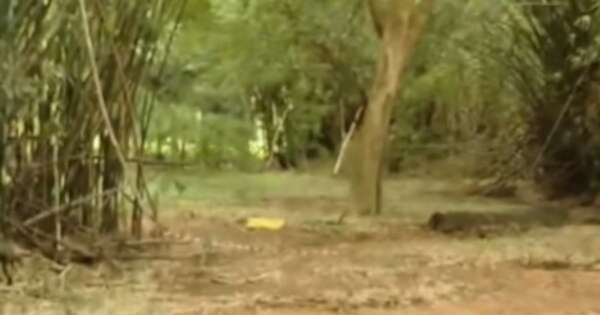 La Nación / Encuentran feto en el predio del Jardín Botánico
