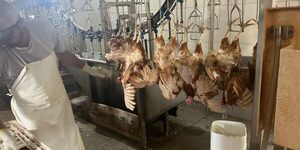 Sacrifican 6.000 aves incautadas en operativo de la Policía Federal - La Clave