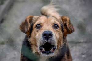 Territorialidad en perros: por qué sucede y cómo manejarla según la ciencia del comportamiento  - Mascotas - ABC Color