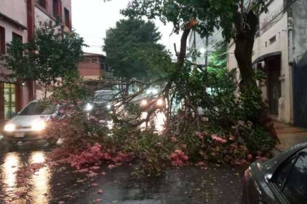 Calles bloqueadas por caída de árboles en Asunción - Nacionales - ABC Color