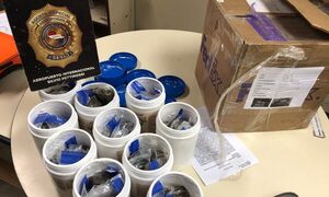 Interceptan más de 16 kilos de VAX, potente concentrado de marihuana procedente de Miami