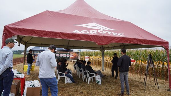 Rendimiento y sanidad: Agrotec muestra en campo el Híbrido Pioneer P3322 PWU para la zafriña