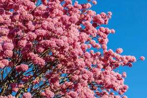 Día del Árbol en Paraguay: por qué el tajy es símbolo nacional - Ciencia - ABC Color