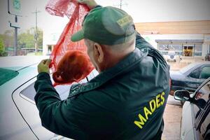 Rescatan oso melero ofrecido por redes sociales •