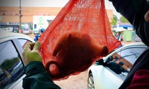 Rescatan a cría de oso melero en Caacupé