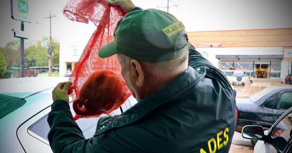 La Nación / Mades rescata cría de oso melero ofrecida en forma ilegal por redes sociales