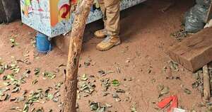 Diario HOY | Operación Tormenta: desarticulan estructura de tráfico de marihuana VIP