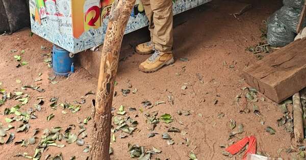 Diario HOY | Operación Tormenta: desarticulan estructura de tráfico de marihuana VIP