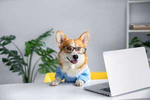 Día Mundial de Llevar el Perro al Trabajo: guía para hacerlo bien y disfrutarlo al máximo - Mascotas - ABC Color