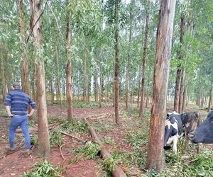 Árbol de eucalipto cayó y aplastó la cabeza de un niño: Está muy grave