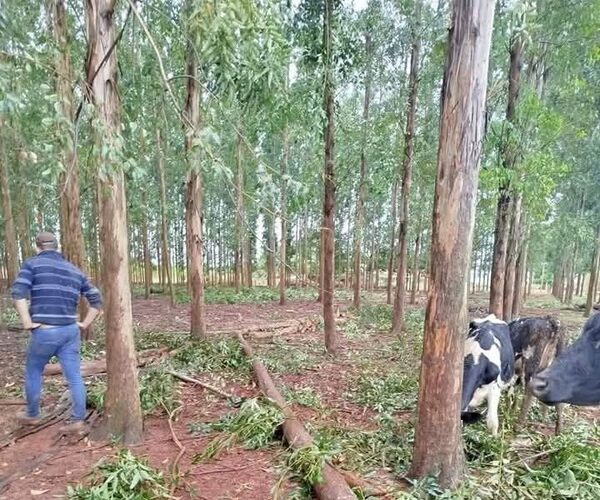 Árbol de eucalipto cayó y aplastó la cabeza de un niño: Está muy grave