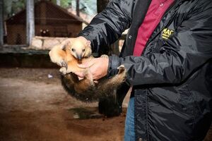 Rescatan una cría de oso melero ofrecida ilegalmente por redes sociales