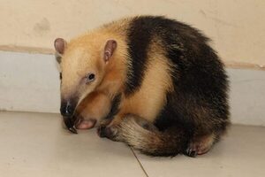 Rescatan a un oso melero hormiguero, durante operativo contra tráfico de la fauna silvestre - .::Agencia IP::.