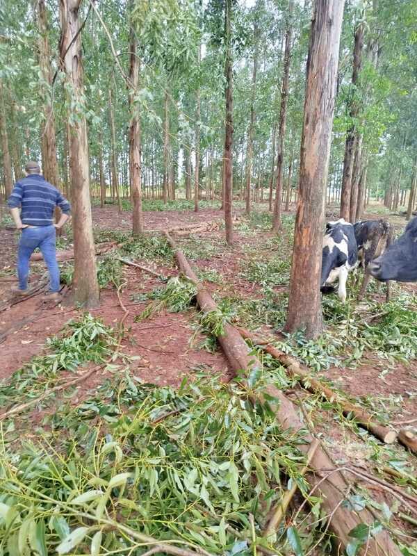 Árbol de eucalipto cae sobre un adolescente: su estado es crítico - trece