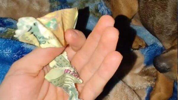 Perrito destruyó el último 100 mil de su dueño