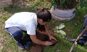 Plantatón llegó a la meta con 45.000 lapachos plantados en el Caaguazú - OviedoPress