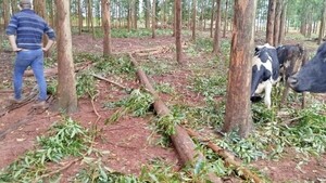 Un adolescente está grave luego que le cayera encima un árbol de eucalipto