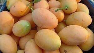 Insólito: comercios reciben mangos como pago por sus productos