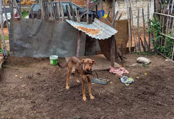 “Si hay amor, ¿por qué vamos a decomisar?“: Defensa Animal y SEN donarán chapas y maderas a una familia - Nacionales - ABC Color