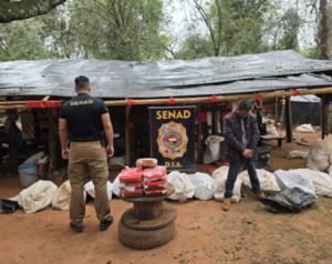 Senad confisca más de 12 toneladas de marihuana y detiene a 4 implicados en Amambay