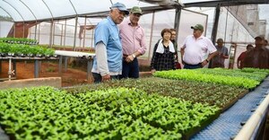 Sembrando futuro: pareja de productores impulsa la hidroponía orgánica en Caraguatay