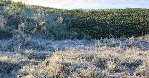 La Nación / Alerta por bajas temperaturas: se espera 0 °C para la próxima semana