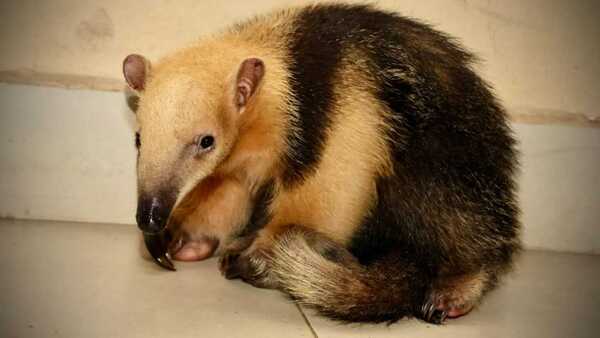 Rescatan a un oso hormiguero bebé en Caacupé