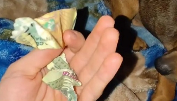Perrito rompió el último G. 100 mil de su dueño - Noticiero Paraguay