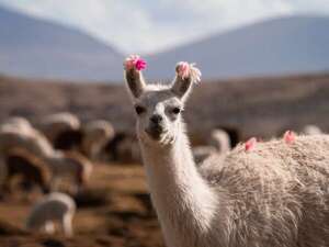 Llama o alpaca: cuál escupe, cuál da mejor lana y qué dice la ciencia sobre sus diferencias - Ciencia - ABC Color