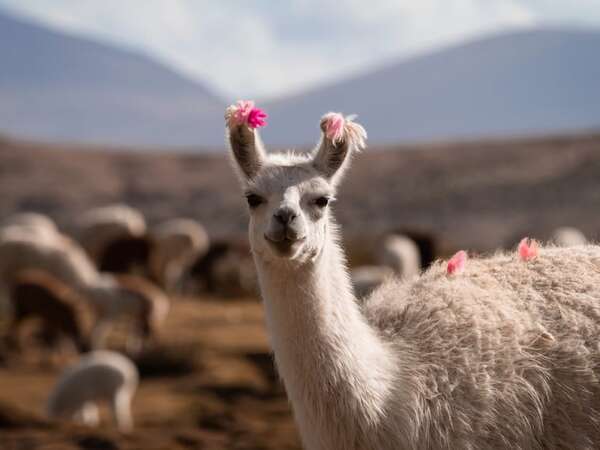 Llama o alpaca: cuál escupe, cuál da mejor lana y qué dice la ciencia sobre sus diferencias - Ciencia - ABC Color
