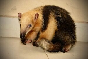 Rescatan a un oso melero hormiguero que estaba siendo ofertado en redes sociales | Unicanal