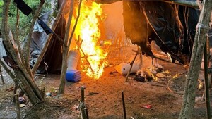 Destruyen 27 campamentos clandestinos de marihuana en zona protegida de Concepción