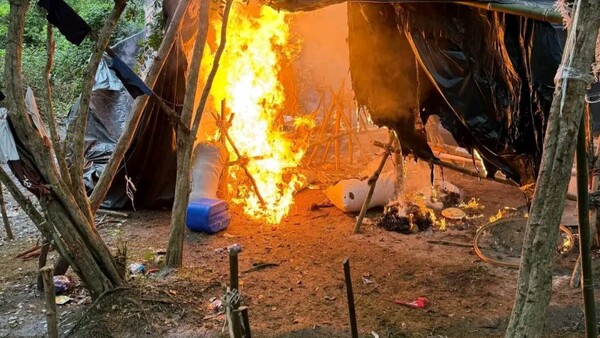 Destruyen 27 campamentos clandestinos de marihuana en zona protegida de Concepción