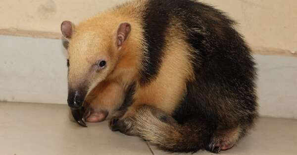 Diario HOY | En Cordillera rescatan a un oso melero hormiguero