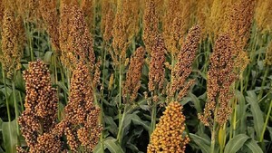 Lluvias excesivas generan preocupación en el campo