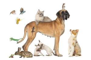 Las mascotas también tienen personalidad: cómo reconocerla en perros, gatos, aves y reptiles - Mascotas - ABC Color