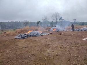 Golpe a narcos: destruyen 27 campamentos en zona protegida de Concepción