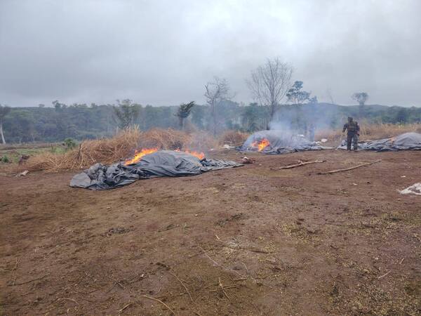 Golpe a narcos: destruyen 27 campamentos en zona protegida de Concepción