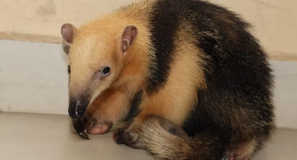 En Cordillera rescatan a un oso melero hormiguero