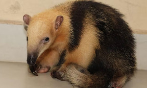 Oso hormiguero rescatado en Cordillera tras operativo contra tráfico de fauna - OviedoPress