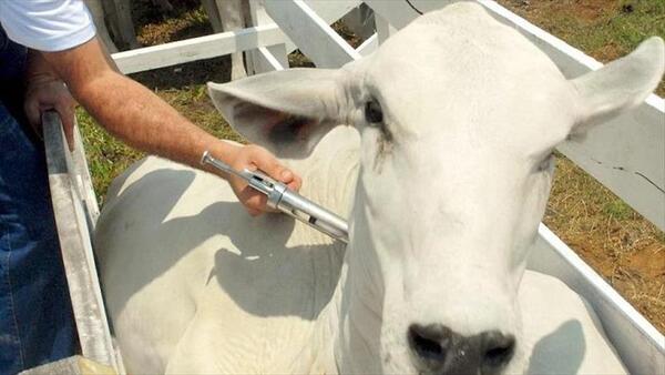 Productores rechazan levantar la vacunación contra la fiebre aftosa y advierten riesgos sanitarios - ADN Digital