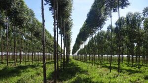 Récord en exportaciones forestales por tercer mes consecutivo