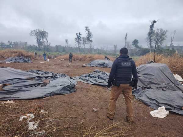 Eliminan bloques de producción de marihuana en la Biosfera del Río Apa