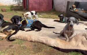 El oficial que rescata y da segundas oportunidades a los animalitos - Nacionales - ABC Color