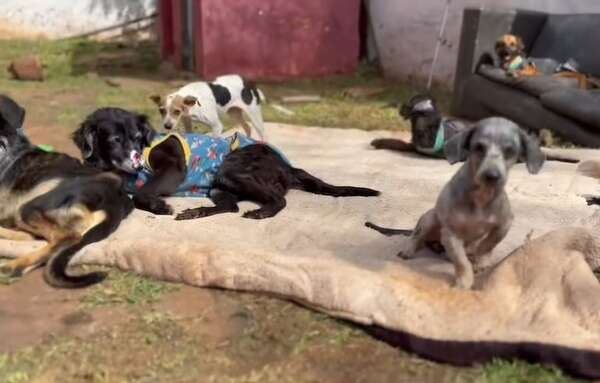 El oficial que rescata y da segundas oportunidades a los animalitos - Nacionales - ABC Color