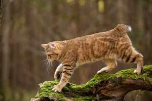 Kurilian Bobtail: el gato cazador que ama el agua y crea lazos como un perro - Mascotas - ABC Color