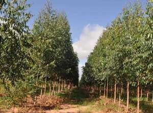 Sector forestal: exportación de madera contrachapada marca nuevo récord, destaca Infona  - Economía - ABC Color