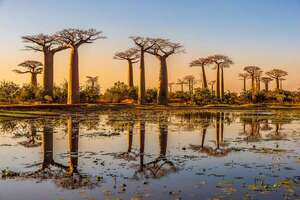 Árboles milenarios que podés visitar: leyendas vivas del mundo natural - Viajes - ABC Color