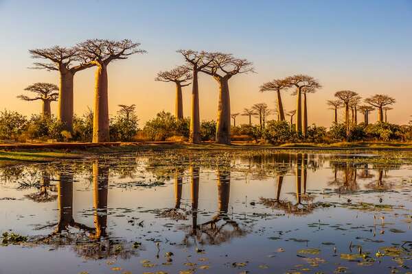 Árboles milenarios que podés visitar: leyendas vivas del mundo natural - Viajes - ABC Color