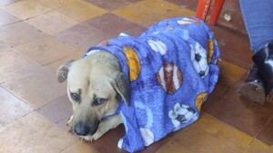 Esterilizan a mascotas en Obligado